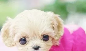 茶杯犬训练 茶杯犬训练技巧介绍