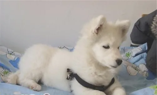 狗狗子宫蓄脓的症状
