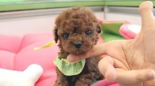 茶杯犬训练 茶杯犬训练技巧介绍 
