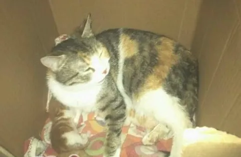猫咪领养之你是否适合领养幼猫