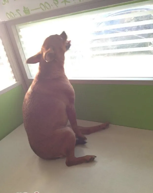 一例小鹿犬肥胖症引发的思考