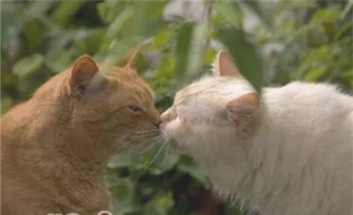 如何促使宠物猫交配
