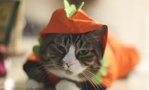 猫咪溴化物中毒怎么办