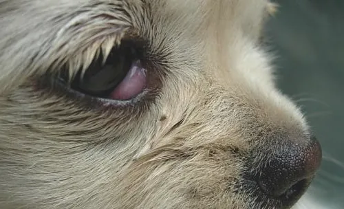 法国斗牛犬的常见问题