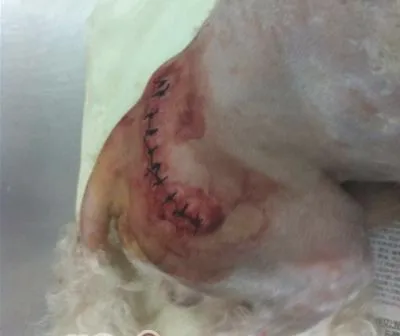 犬骨盆骨折