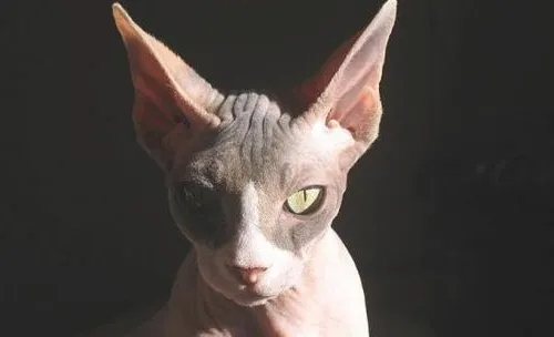 二手烟对猫咪的伤害