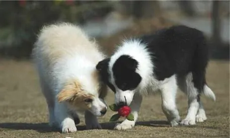 如何训练我们的聪明的边境牧羊犬？