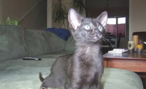 哈瓦那猫形态特征