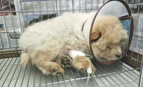 狗狗细小如何治疗？狗狗细小治疗过程