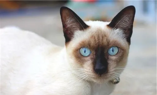 猫咪鼻炎的三种治疗方法