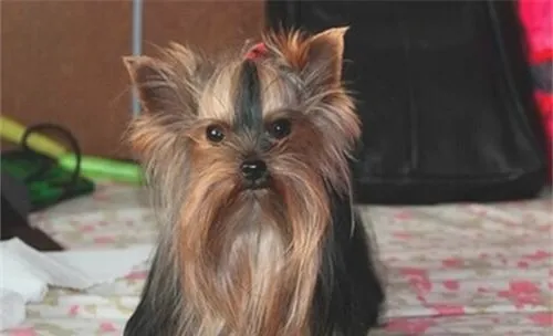 犬鼻炎的防治措施