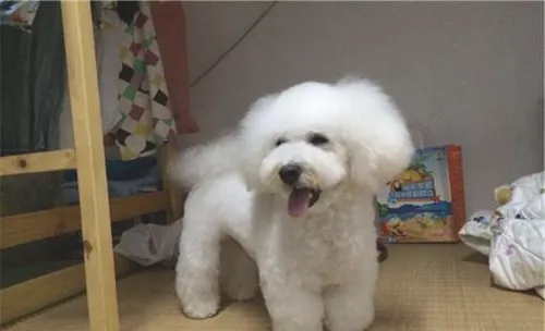 犬副伤寒病的病原分析