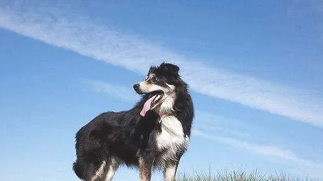 边境牧羊犬多大之后不能再生育了？