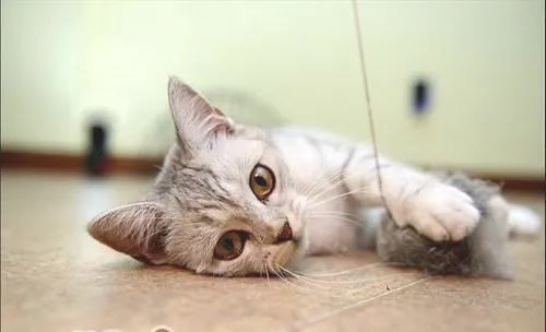 猫咪吃鱼过多的危害