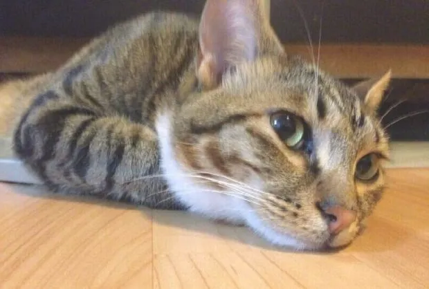 宠物私密之发情期