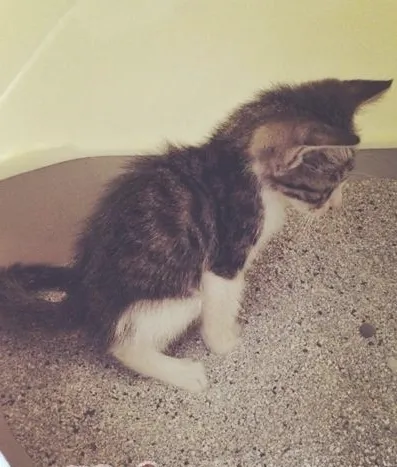 捡到流浪猫该怎么办？（三）（领养回访篇）