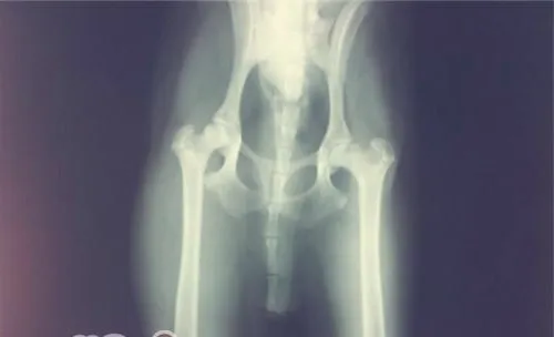 关于宠物的肥胖问题