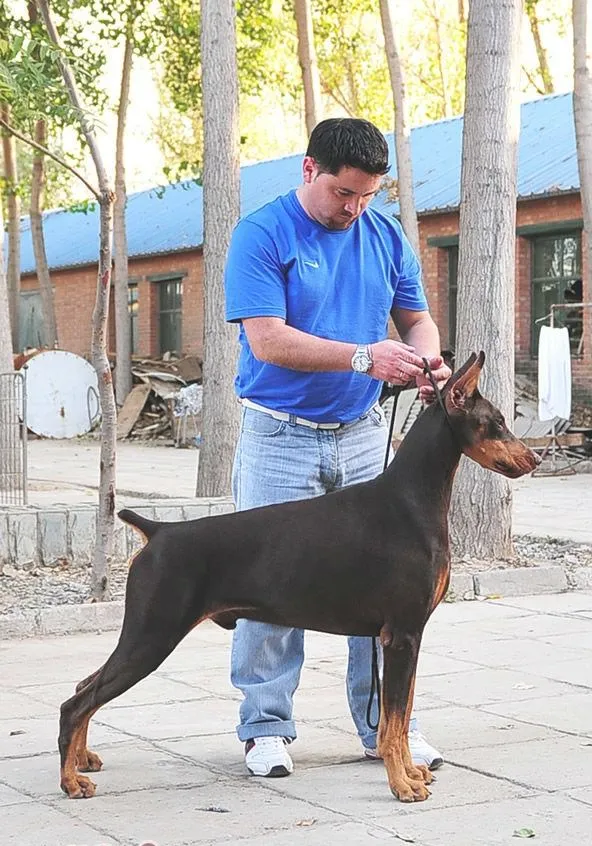 关于杜宾种母犬在繁殖中的地位