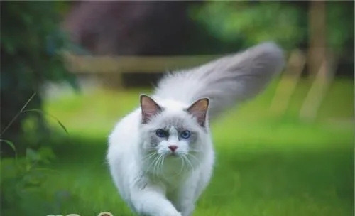 新生仔猫假死有办法