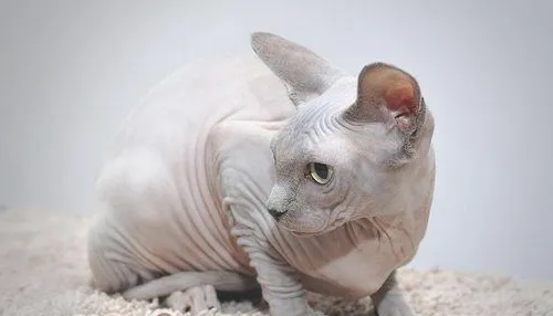 猫咪为什么好奇心强