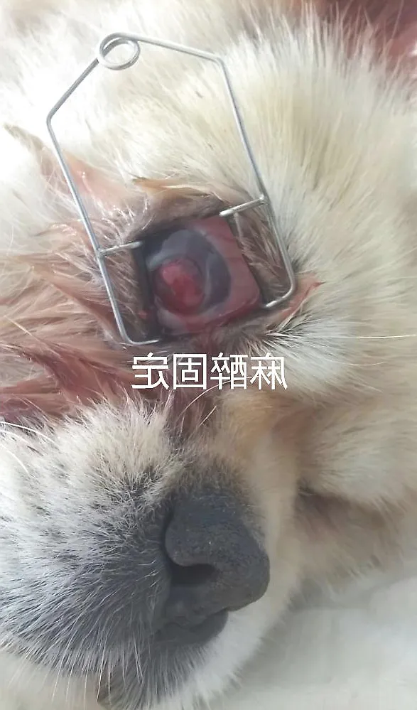京巴的眼球手术（结膜遮盖术）