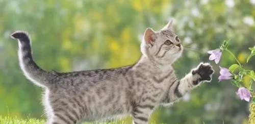 猫咪护牙小常识