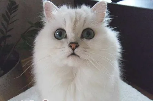 猫咪眼睛受伤该怎么处理