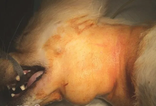 犬舌下囊肿的诊治