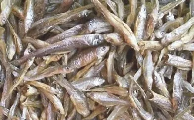 四招应对猫咪吃药难的问题