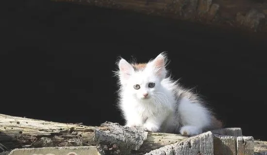 猫吃猫砂会有什么危害