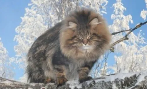 西伯利亚森林猫的养护知识