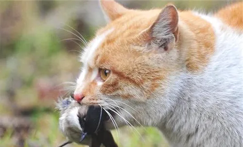 猫咪为什么会抓东西送给主人