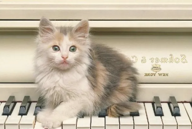 猫咪舌头作用多