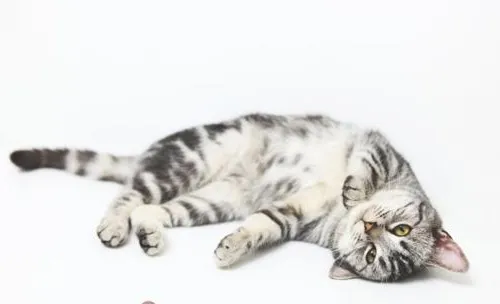 猫咪如何做到从高空安全坠落