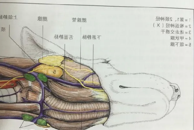 犬舌下囊肿的诊治