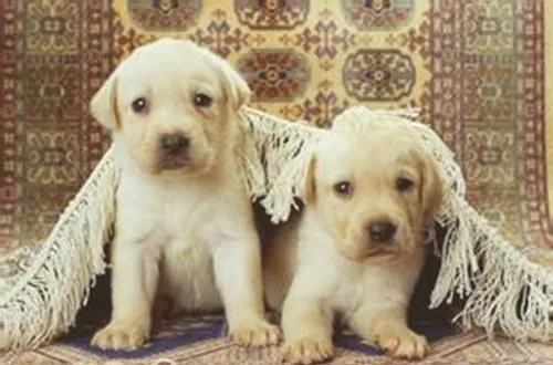 警惕宠物癌症的十大征兆