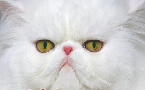 怎么帮长毛宠物猫清理毛发