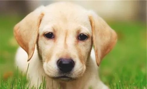 犬角膜炎的病症简介