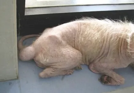 宠物肿瘤常见误区