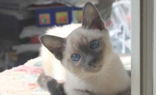 猫咪为什么喜欢上床