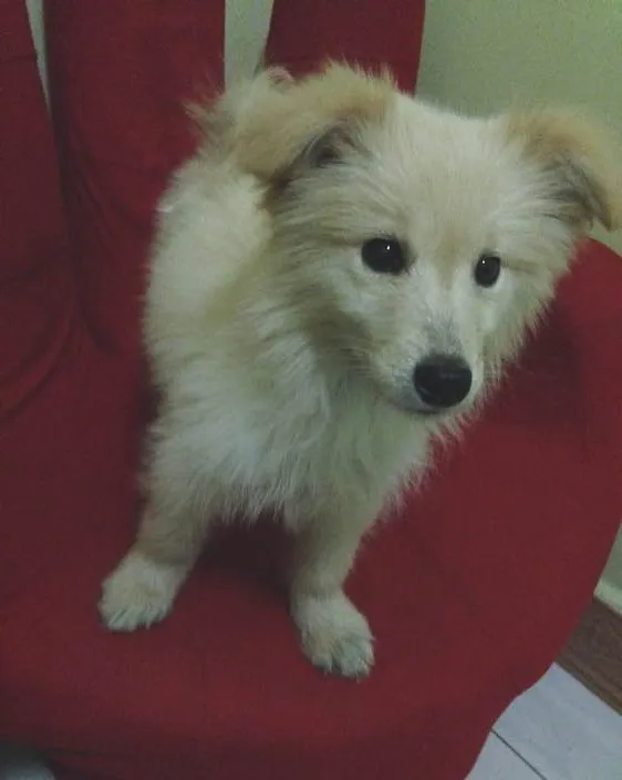 犬口腔溃疡的治疗