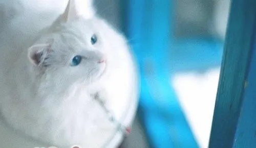 如何照顾失聪猫咪