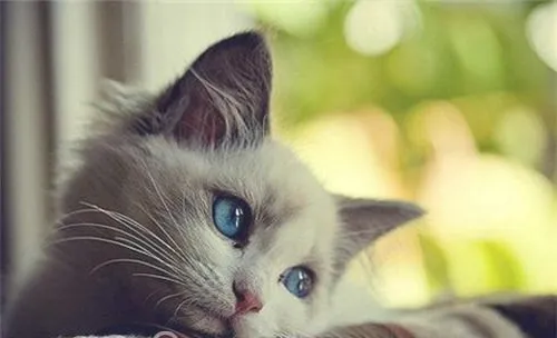 关于猫咪你可能不知道的秘密