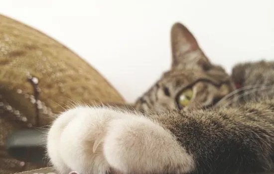猫咪为什么喜欢磨爪