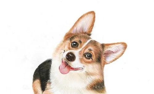狗狗不吃东西的原因有哪些？狗狗不吃东西怎么治疗？