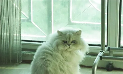 适合单身女性饲养的宠物有哪些