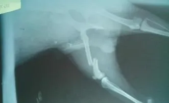 一例犬股骨骨折的内固定手术治疗