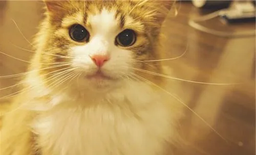 猫咪患维生素B2缺乏症的症状有哪些
