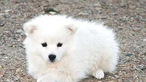 安斯基摩犬要怎么训练才最好？