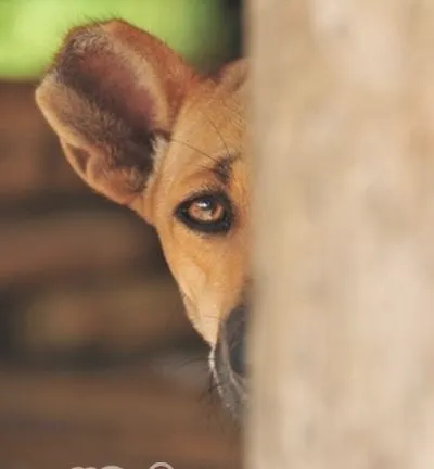 犬眼部损伤的原因和处理